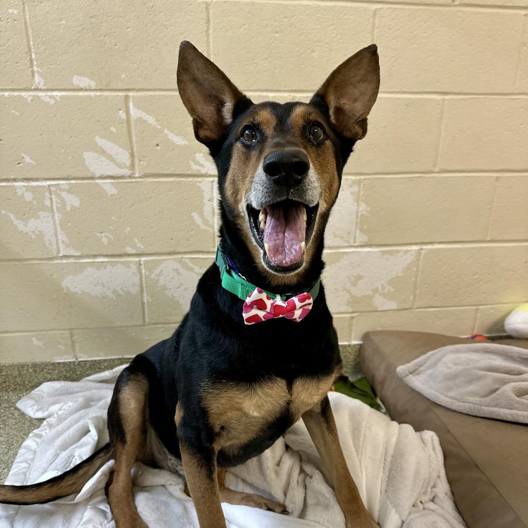 Foley, a Adoptable mixed breed in Bedford, NH image 3/6