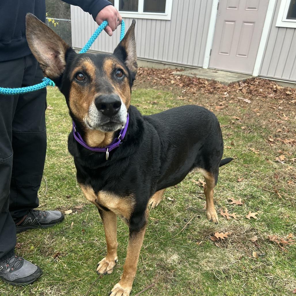 Foley, a Adoptable mixed breed image 4/6