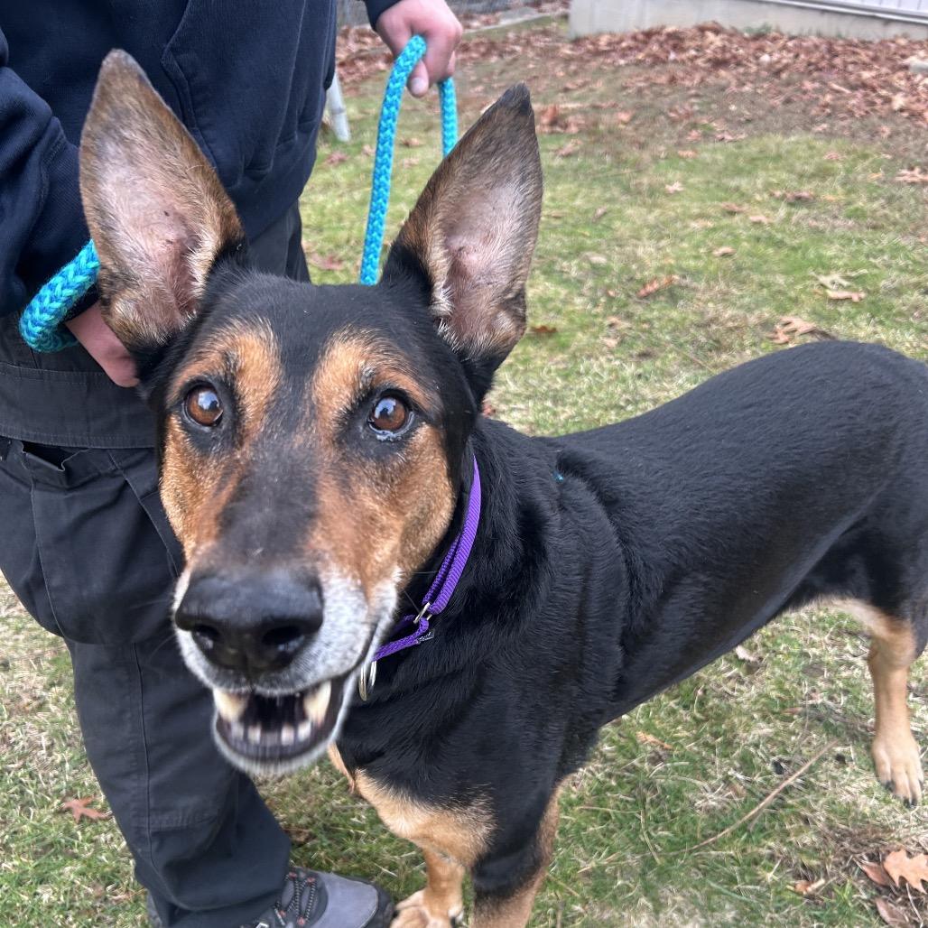 Foley, a Adoptable mixed breed image 5/6