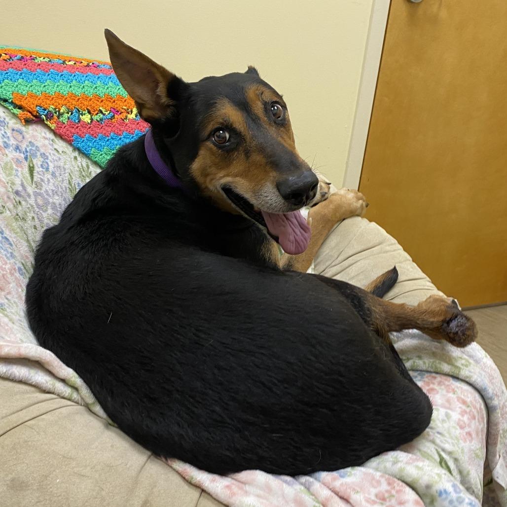 Foley, a Adoptable mixed breed in Bedford, NH image 5/6