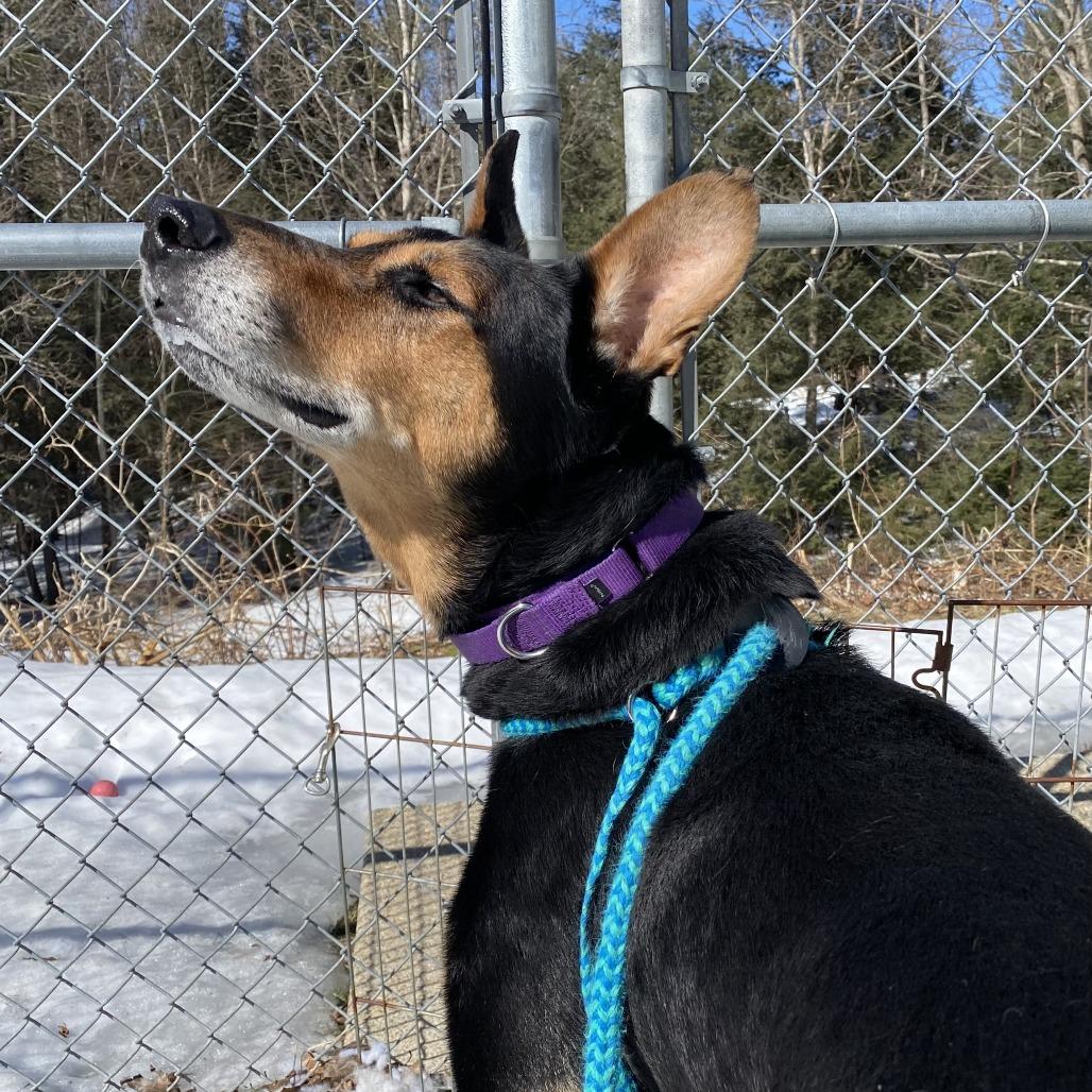 Foley, a Adoptable mixed breed in Bedford, NH image 6/6