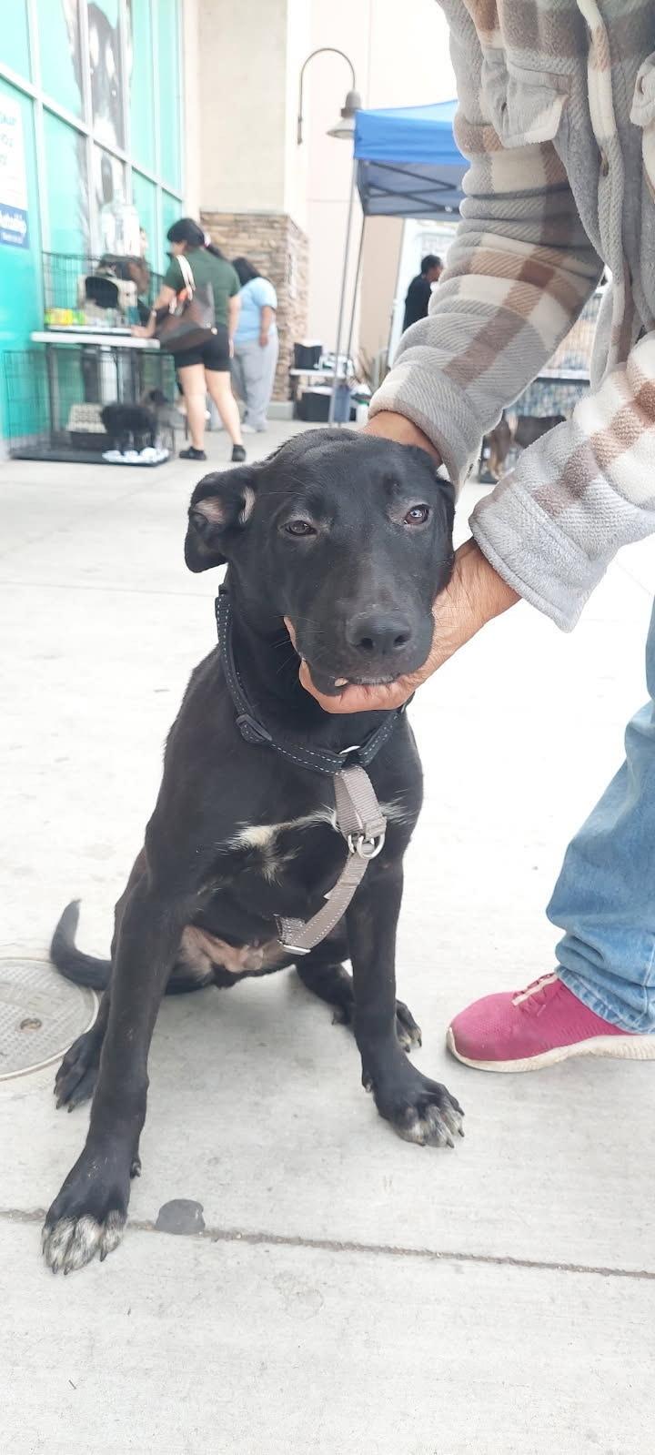 Enlarge Kobe, a Adoptable mixed breed in Los Angeles, CA image 1/1