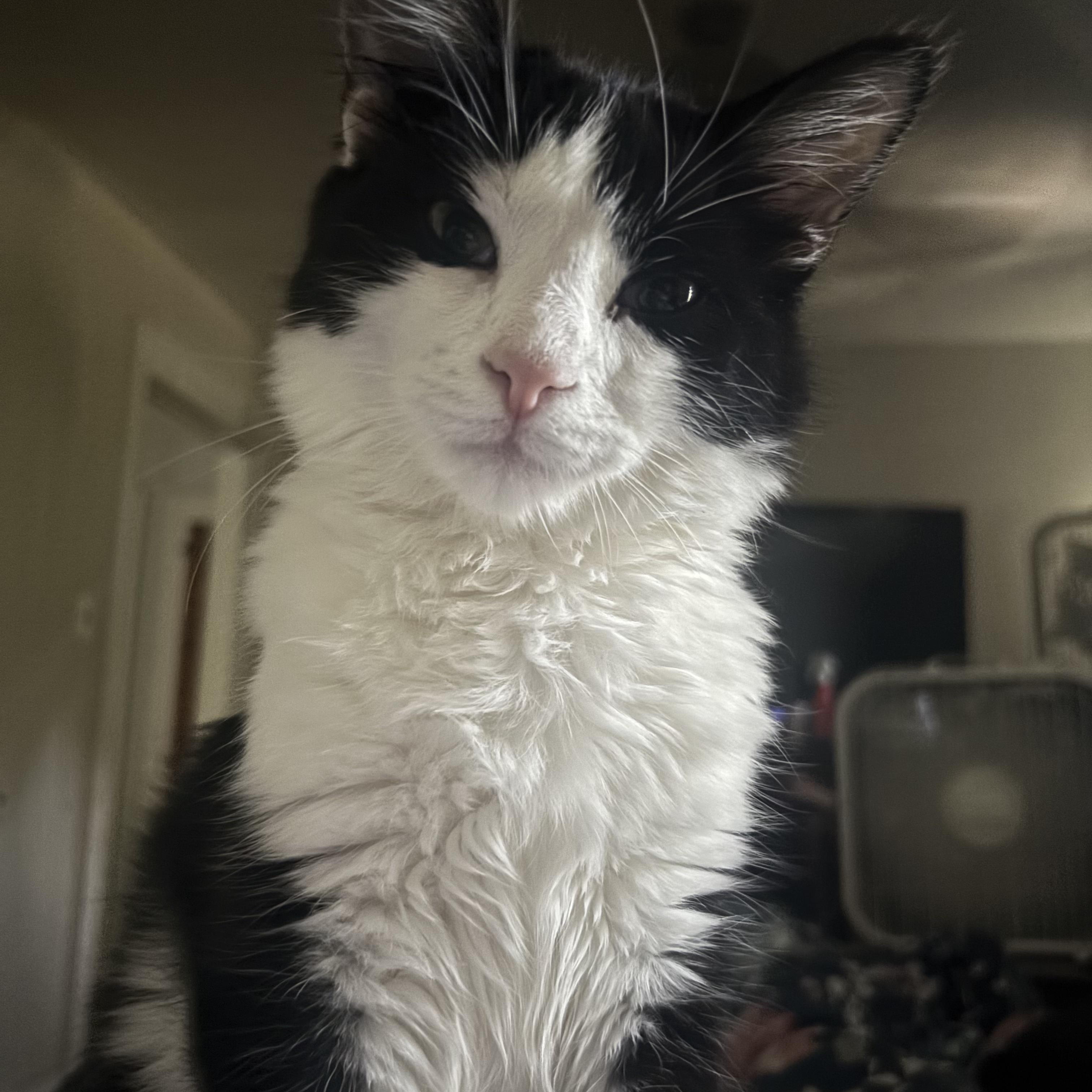 Enlarge Biggie, a Adoptable Domestic Short Hair in Washington, MI image 1/1