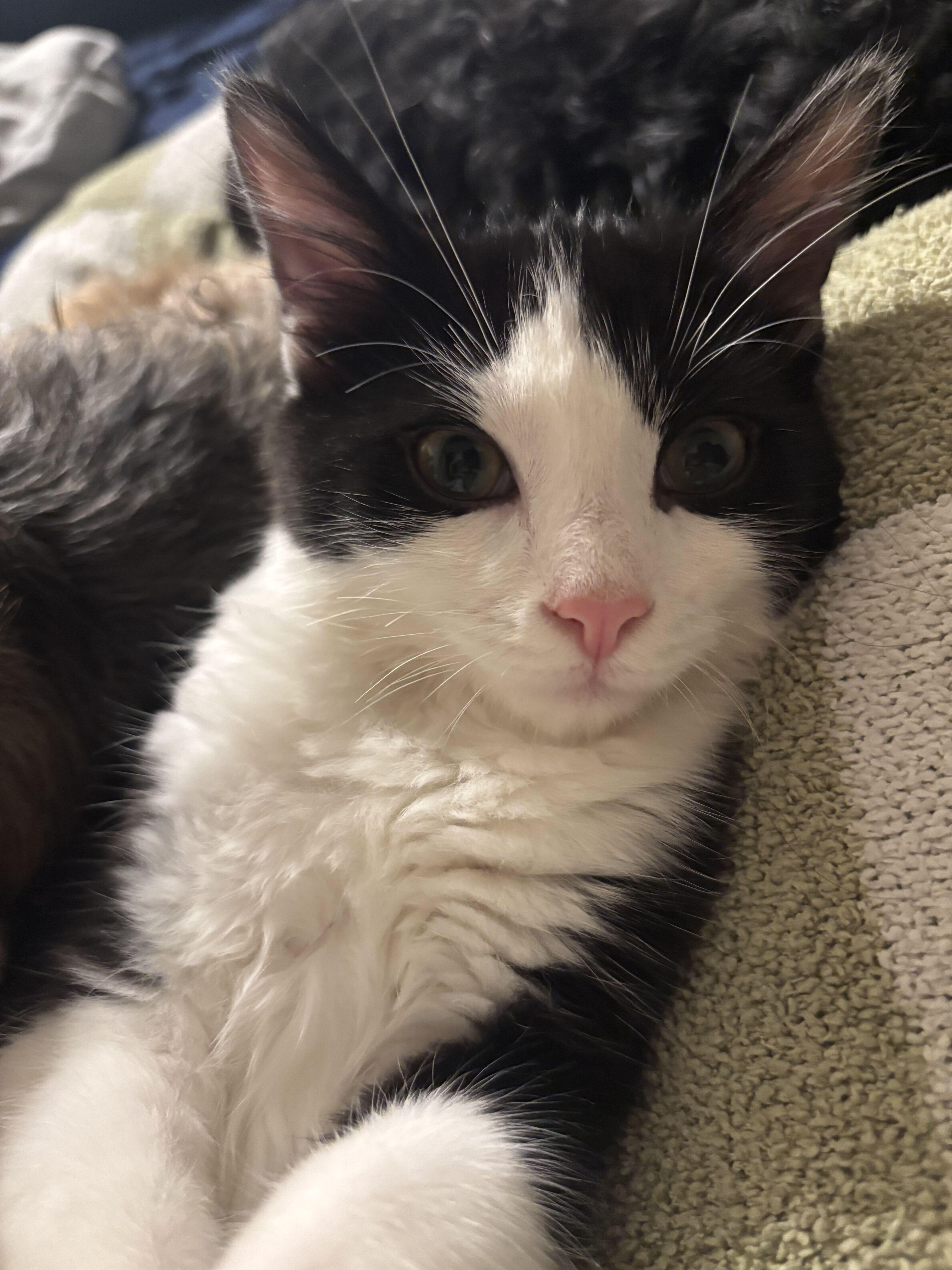 Biggie, ADOPTABLE, Kitten Male Domestic Short Hair.