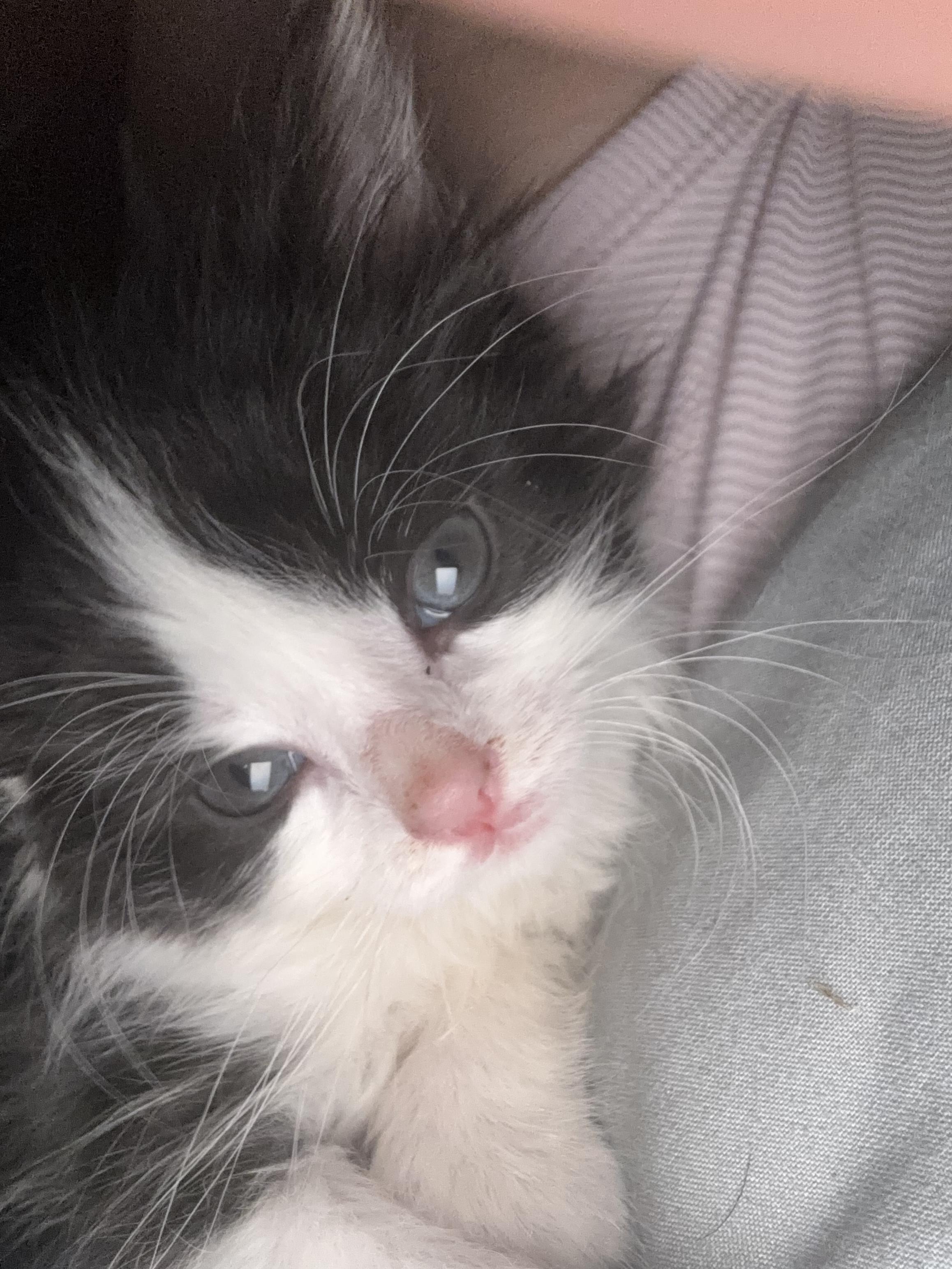 Biggie, ADOPTABLE, Kitten Male Domestic Short Hair.