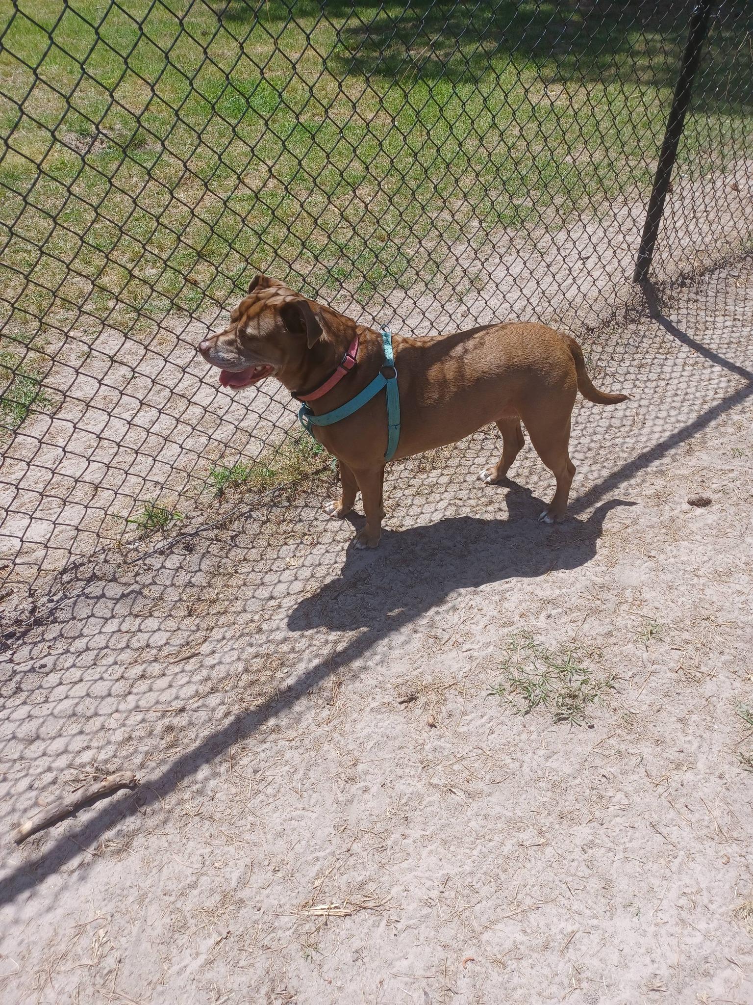 Courtesy - Coco, a ADOPTABLE mixed breed in Mobile, AL image 2/2