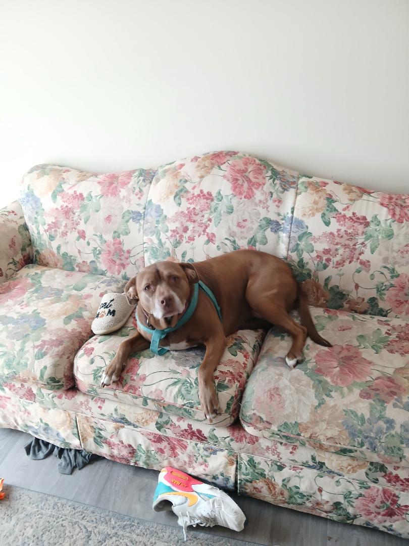 Courtesy - Coco, ADOPTABLE, Adult Female Pit Bull Terrier & Chocolate Labrador Retriever.