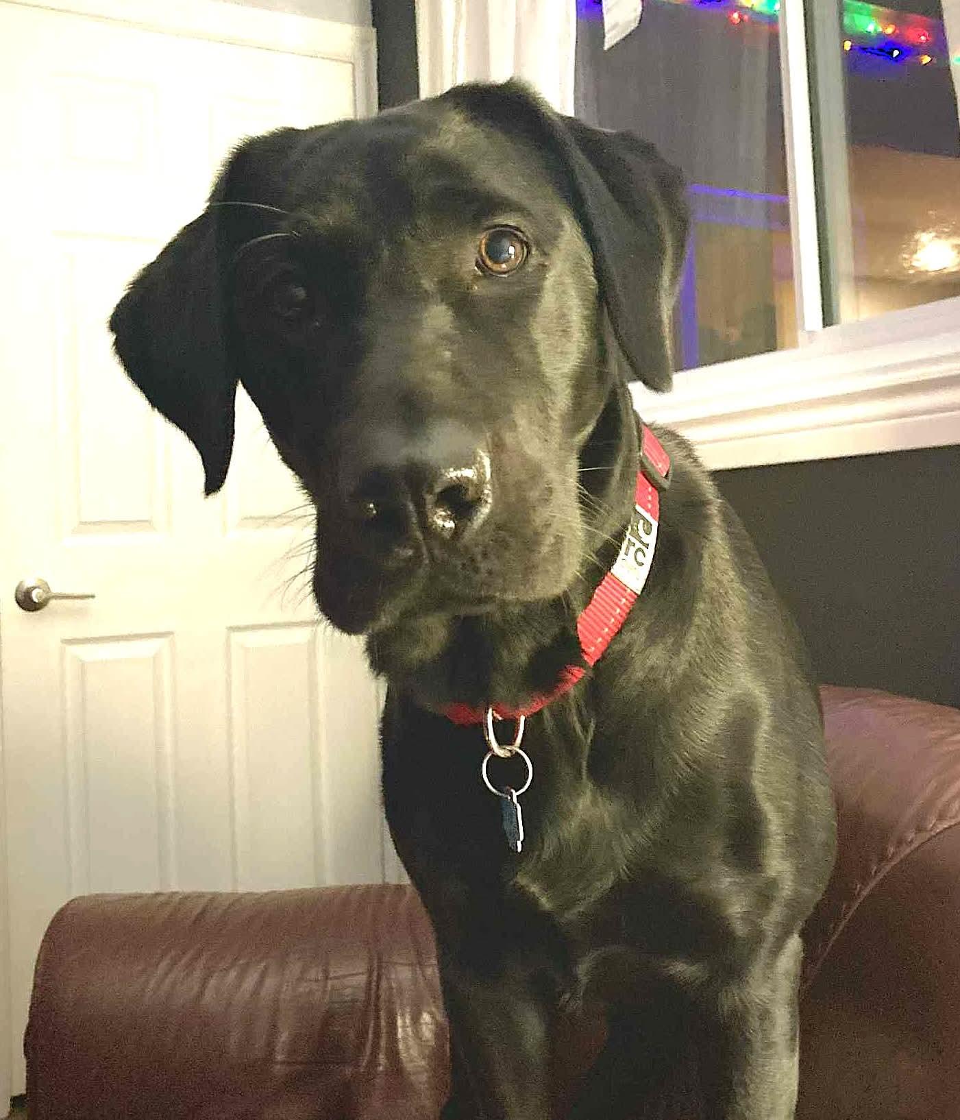 Enlarge Haly, a ADOPTABLE Black Labrador Retriever in Chertsey, QC image 1/3