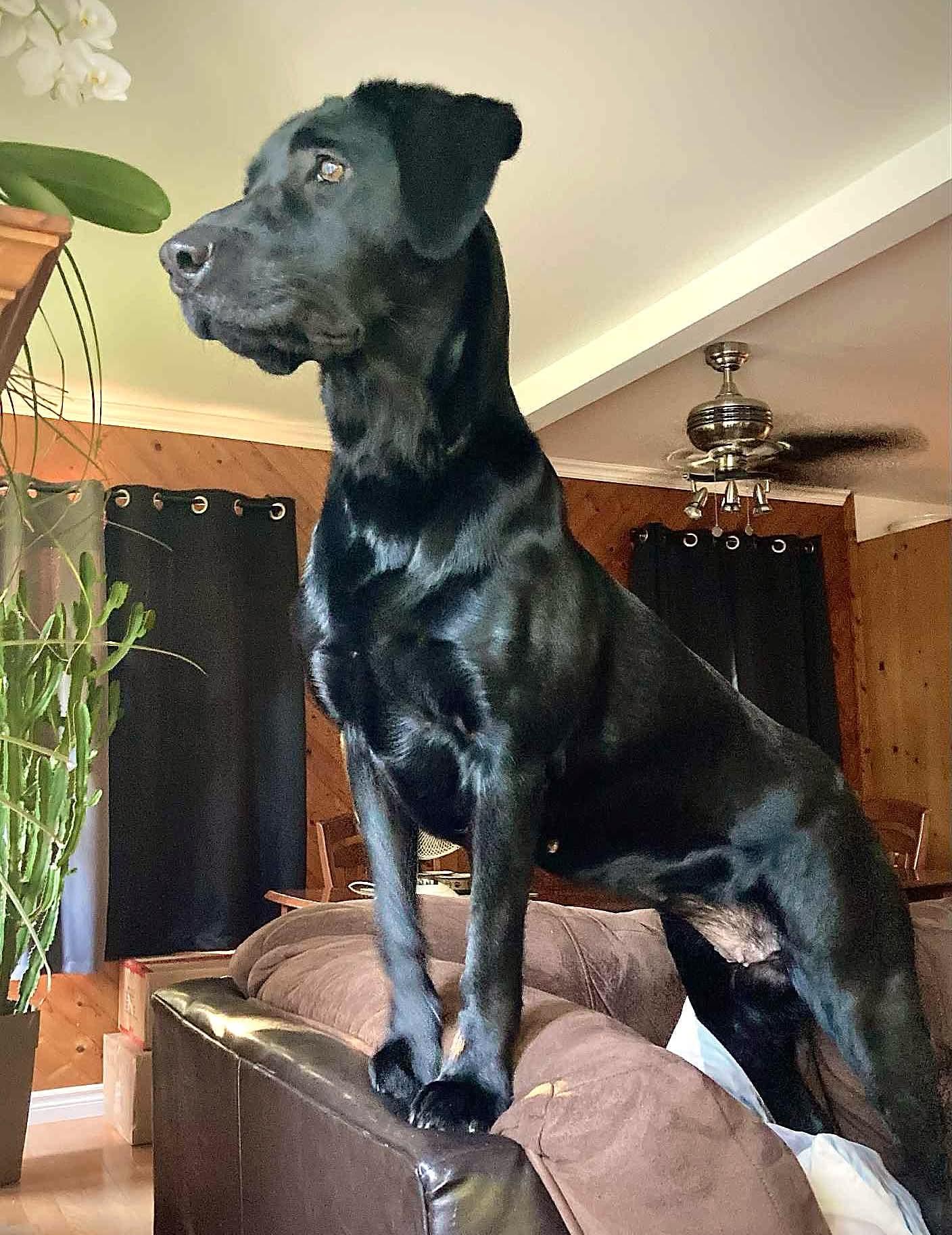 Enlarge Haly, a ADOPTABLE Black Labrador Retriever in Chertsey, QC image 3/3