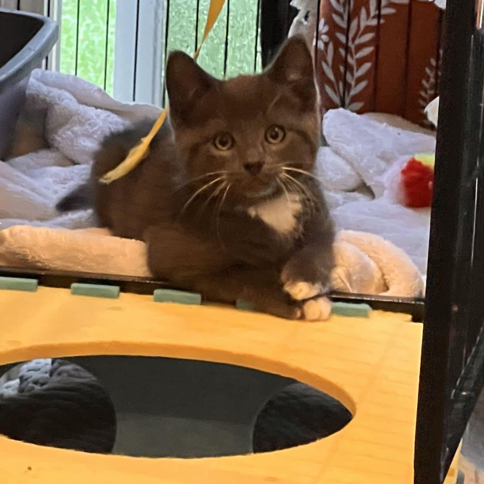 Enlarge Berry, a Adoptable Domestic Medium Hair in Washington, MI image 1/3