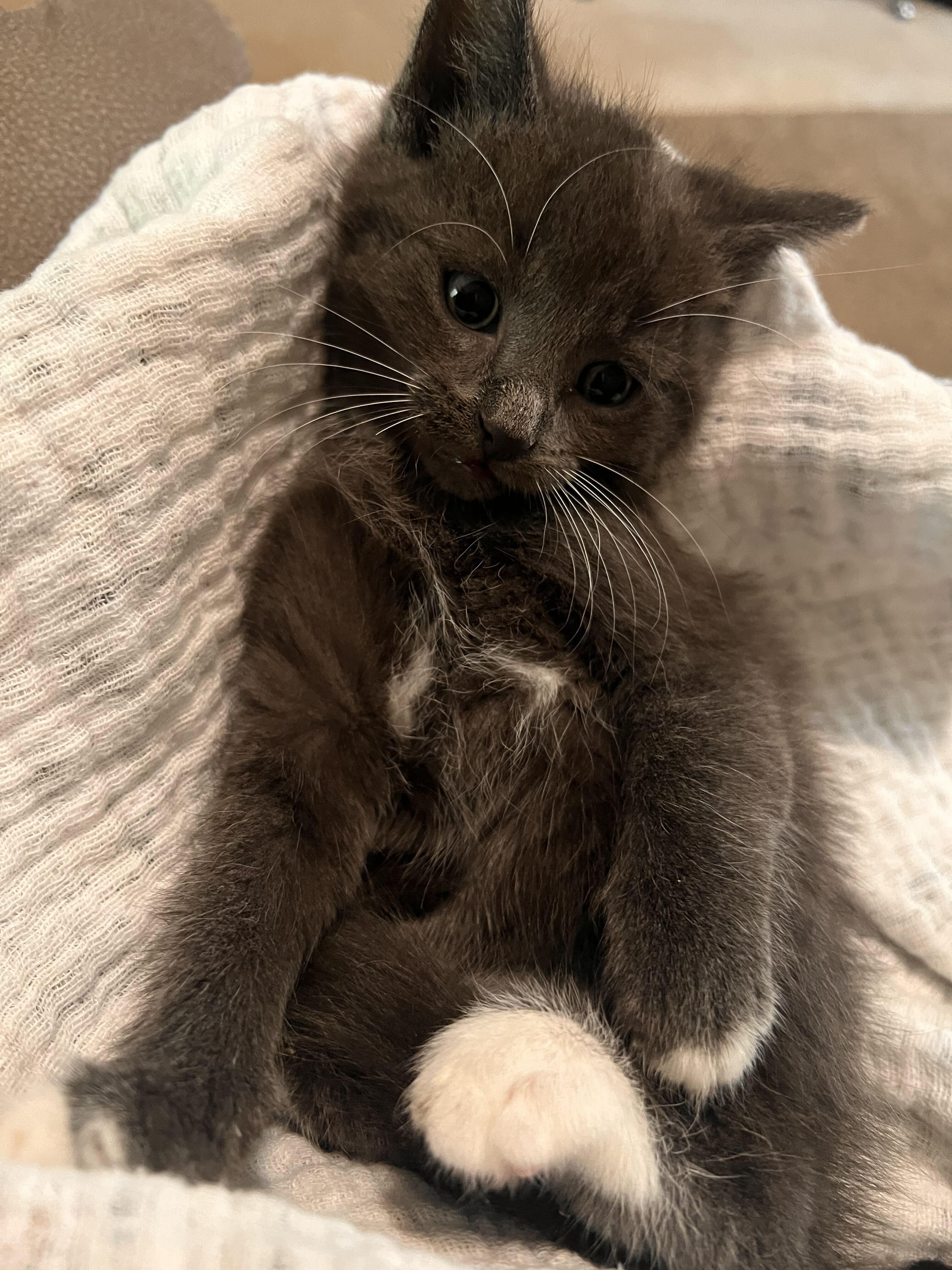 Enlarge Berry, a Adoptable Domestic Medium Hair in Washington, MI image 3/3