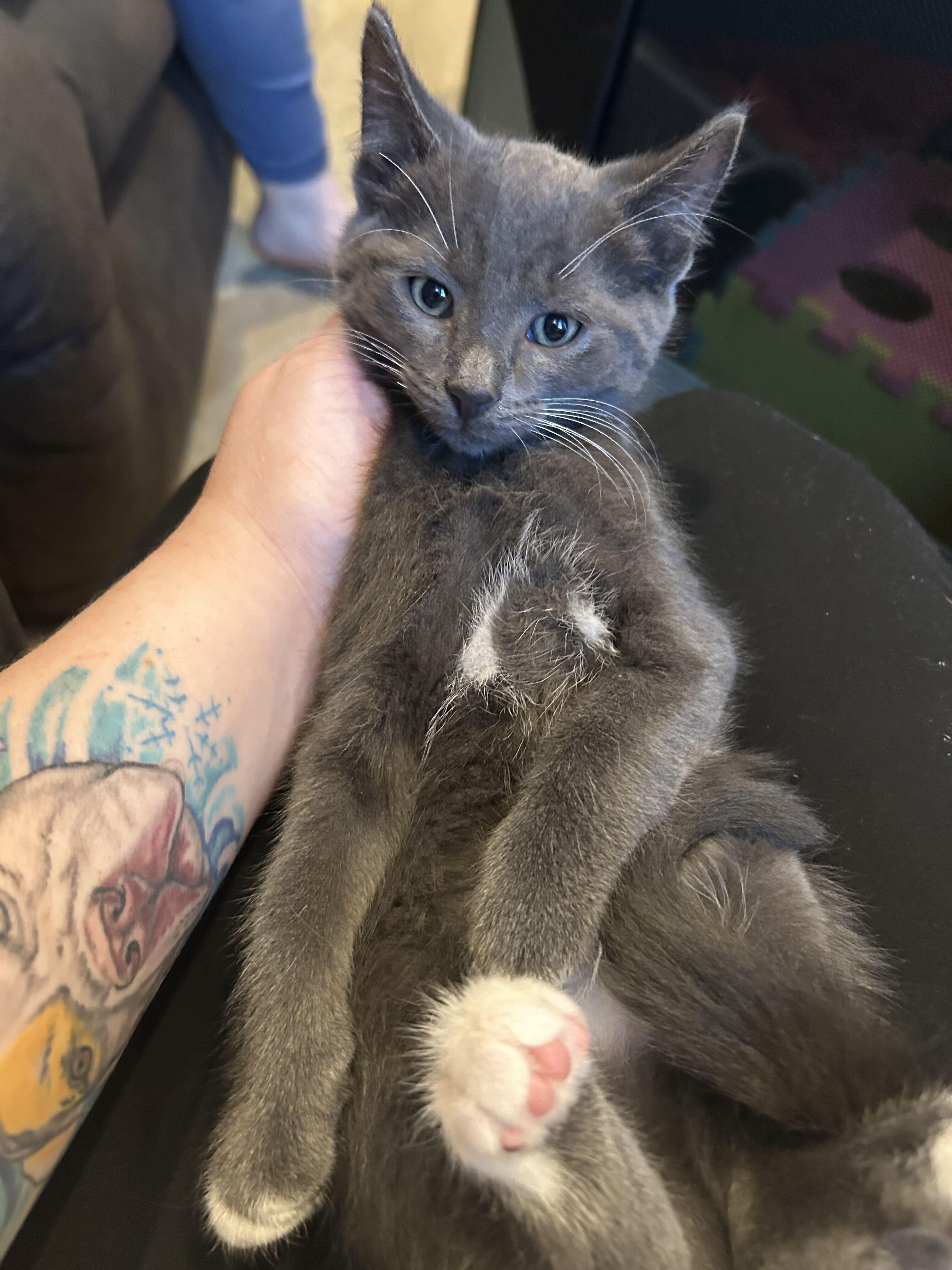 Enlarge Berry, a Adoptable Domestic Medium Hair in Washington, MI image 2/3