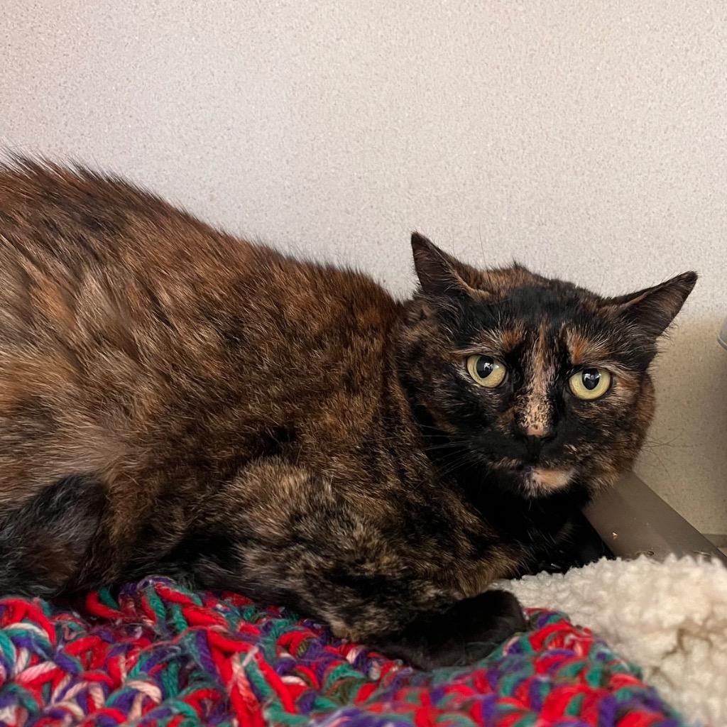 Enlarge Kit, a Adoptable mixed breed in Aberdeen, WA image 1/1