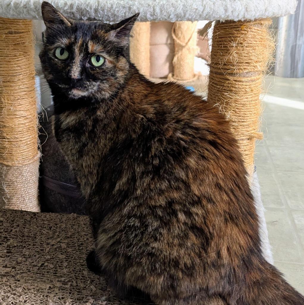 Enlarge Kit, a Adoptable mixed breed in Aberdeen, WA image 2/3