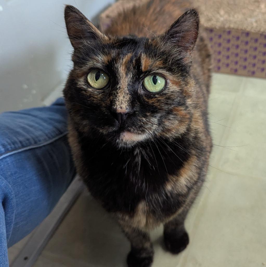 Enlarge Kit, a Adoptable mixed breed in Aberdeen, WA image 3/3