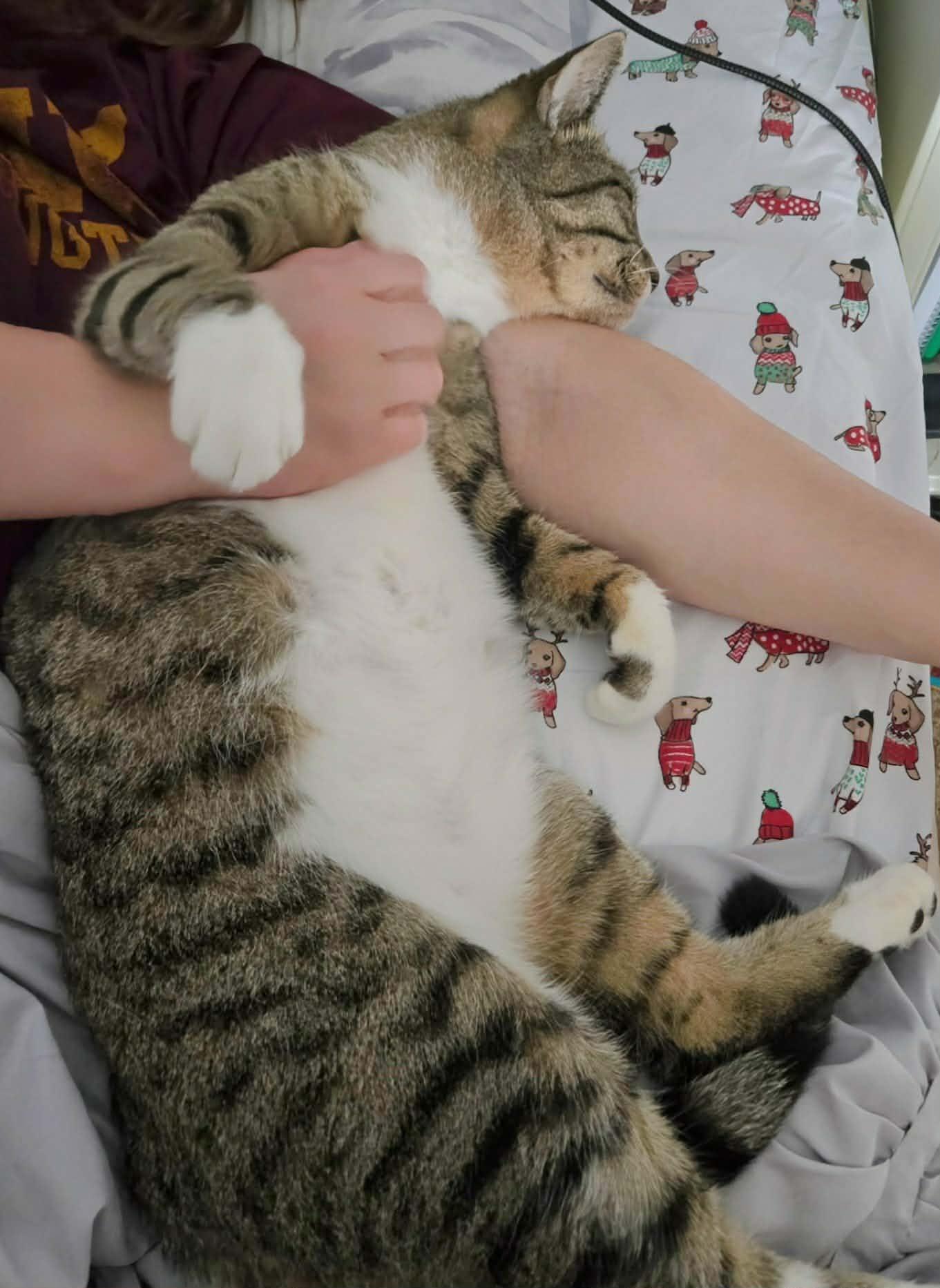 Jenga, Adoptable, Adult Female Domestic Short Hair.