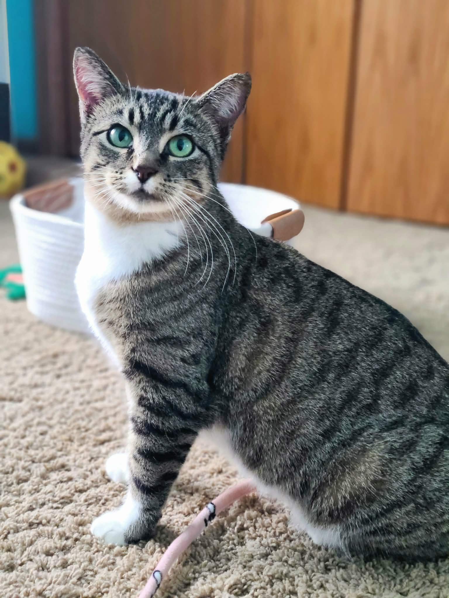 Enlarge Jenga, a Adoptable Domestic Short Hair in West Des Moines, IA image 2/3