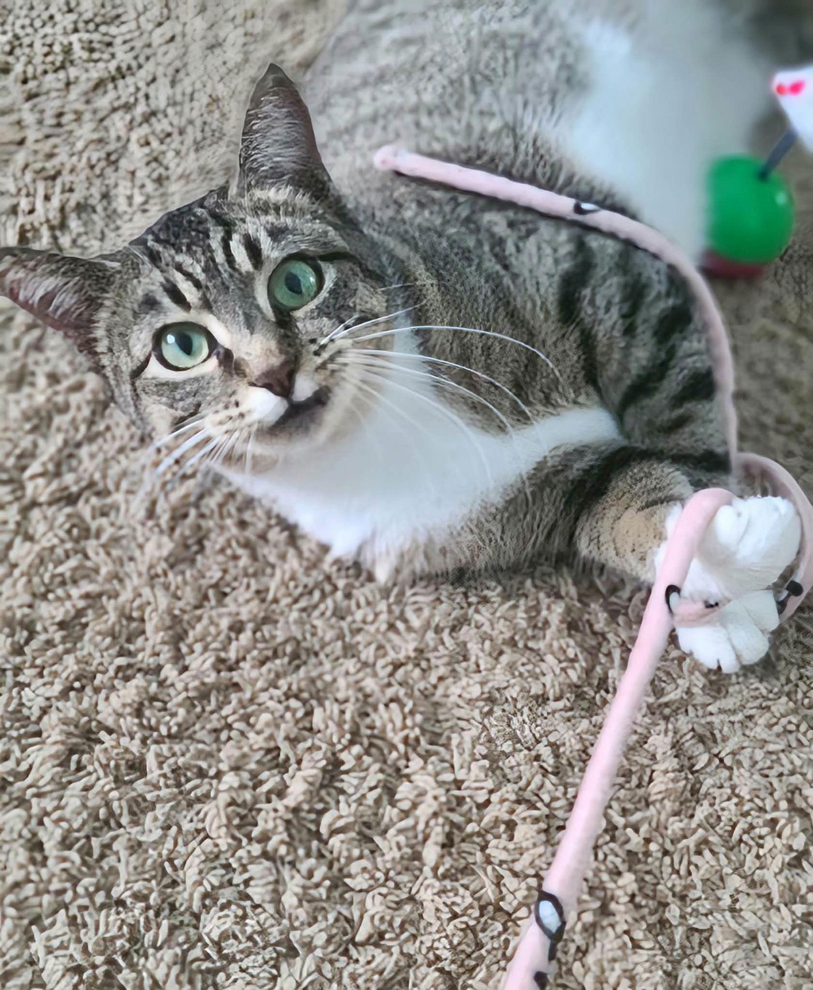 Enlarge Jenga, a Adoptable Domestic Short Hair in West Des Moines, IA image 3/3