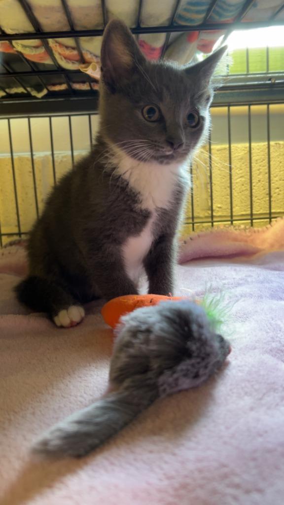 Enlarge Link, a Adopted mixed breed in Blountville, TN image 1/3