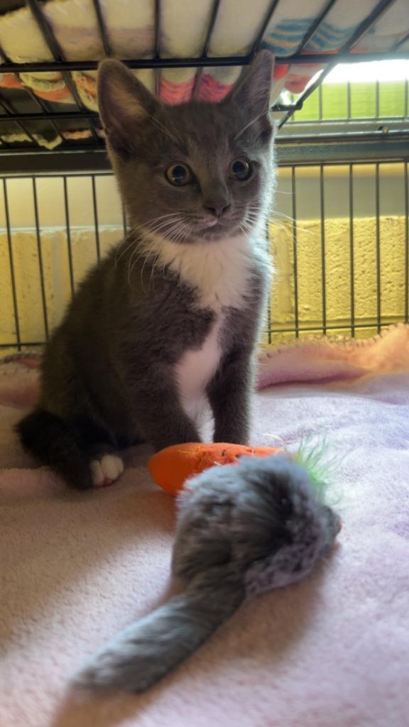 Enlarge Link, a Adopted mixed breed in Blountville, TN image 2/3