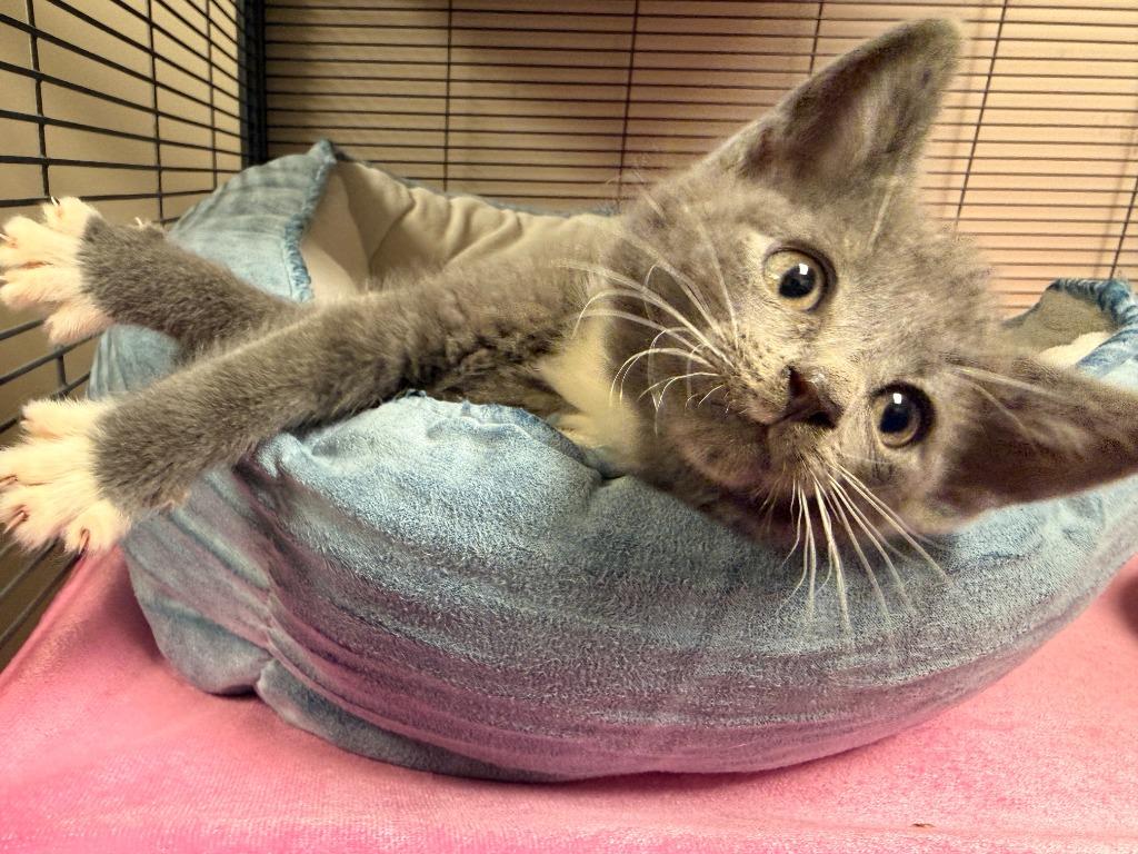 Enlarge Link, a Adopted mixed breed in Blountville, TN image 3/3