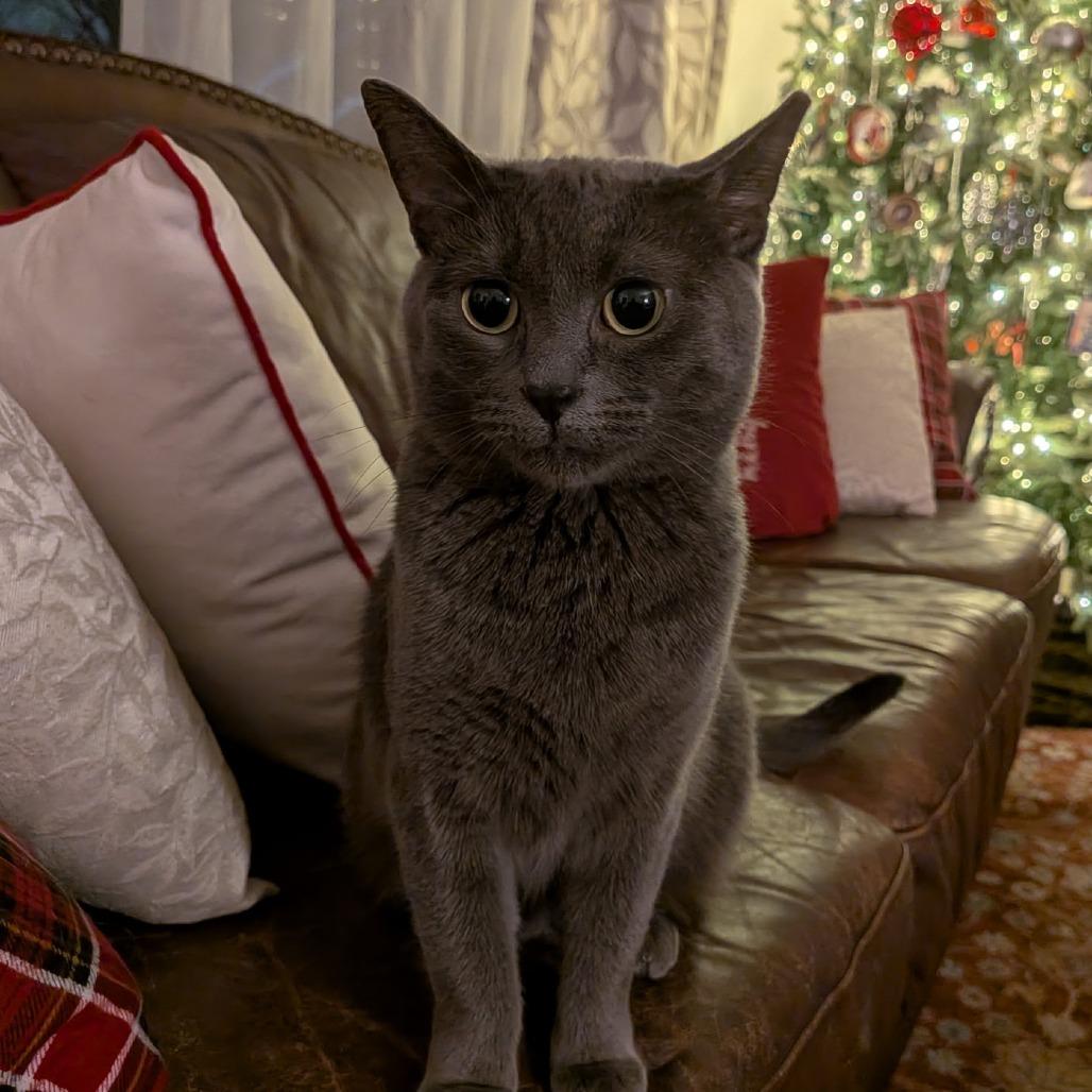 Enwhy Peedee, Adoptable, Adult Female Domestic Short Hair.