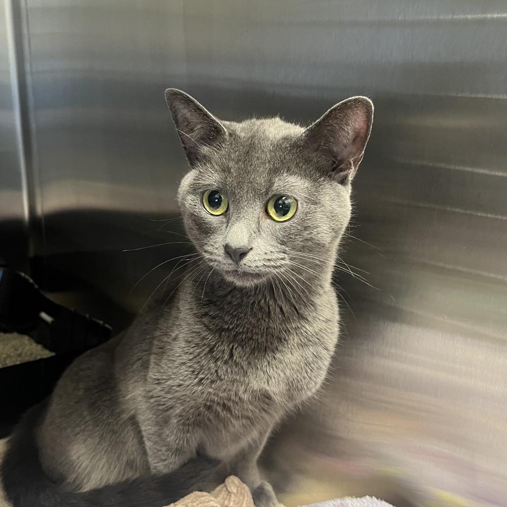 Enlarge Enwhy Peedee, a Adoptable Domestic Short Hair in Hinsdale, IL image 1/2