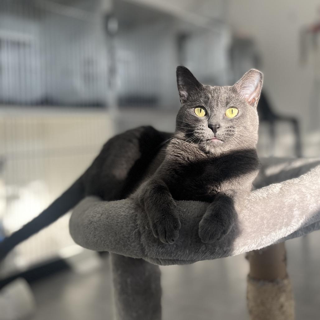 Enlarge Enwhy Peedee, a Adoptable Domestic Short Hair in Hinsdale, IL image 2/2