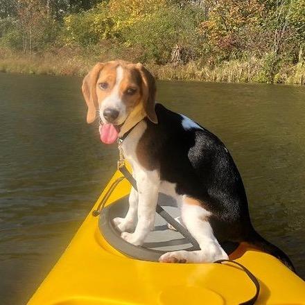 Luna, Adoptable, Adult Female Beagle.