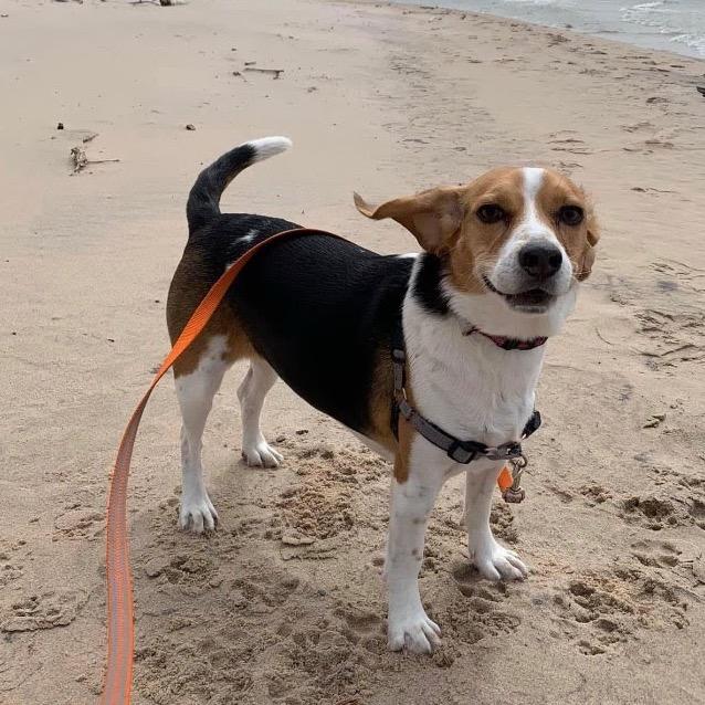 Enlarge Luna, a Adoptable Beagle in Nowata, OK image 2/2