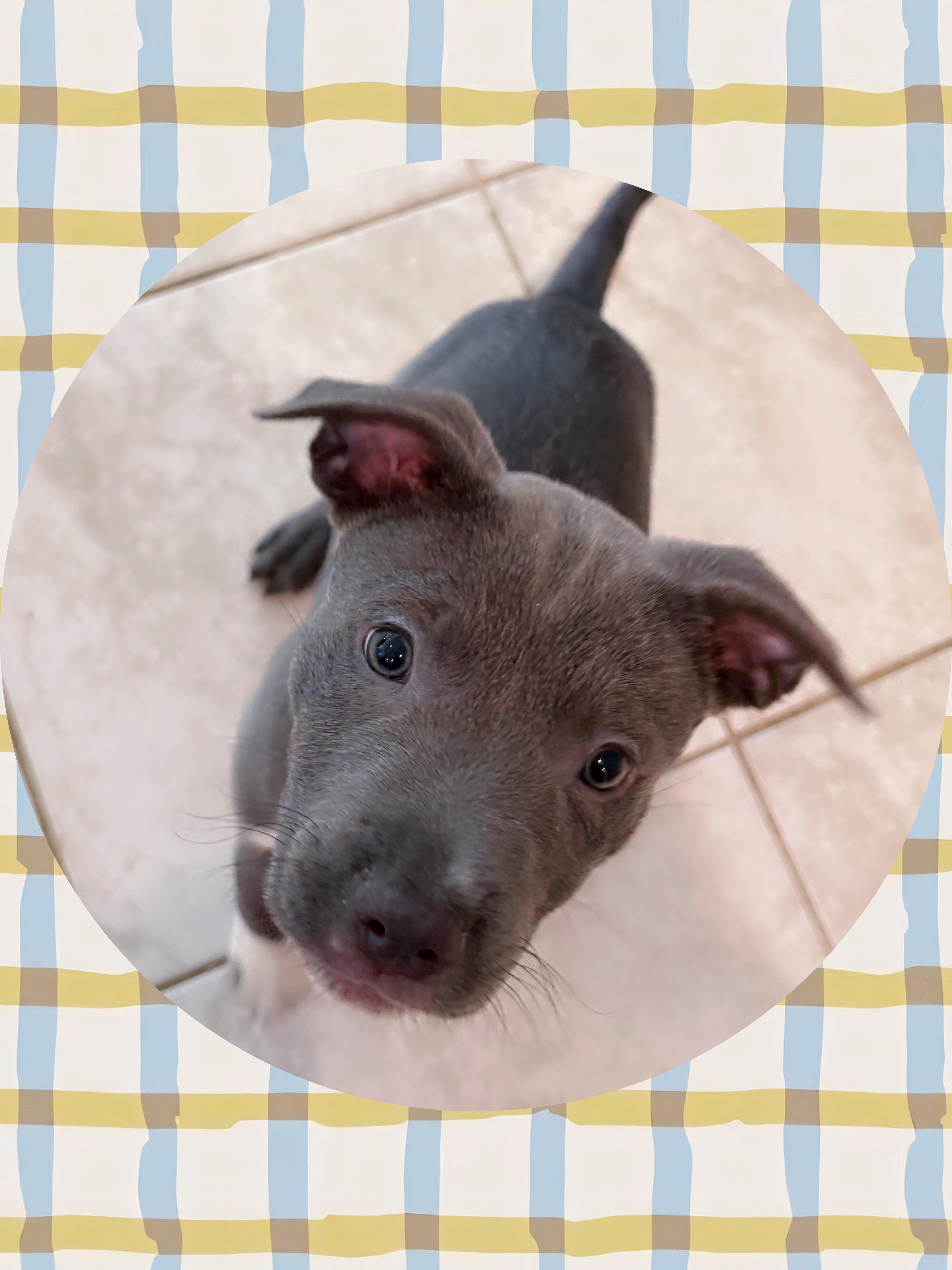STERLING, a ADOPTABLE mixed breed in Chandler, AZ image 3/4