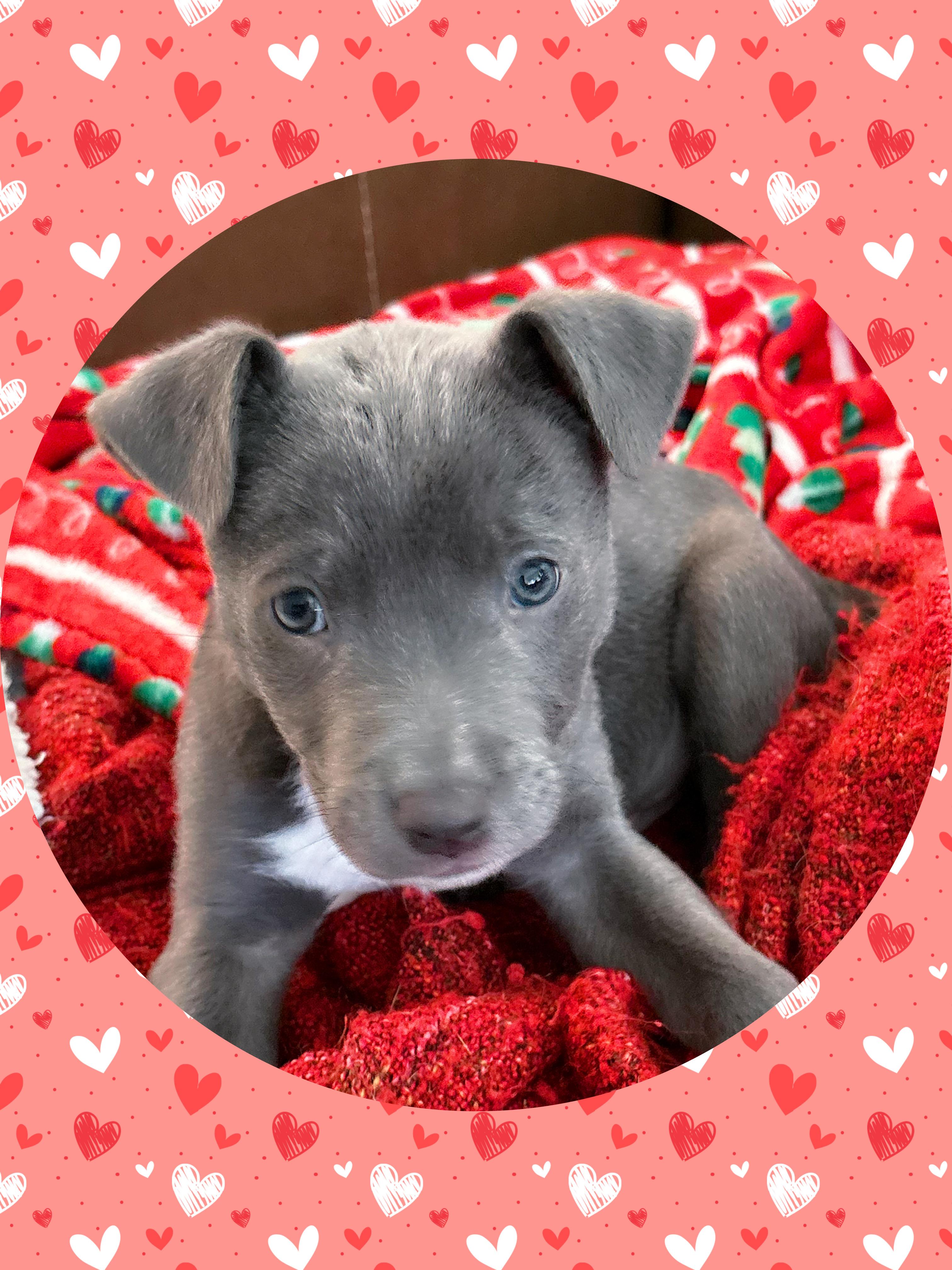 STERLING, ADOPTABLE, Puppy Male Labrador Retriever & Vizsla.
