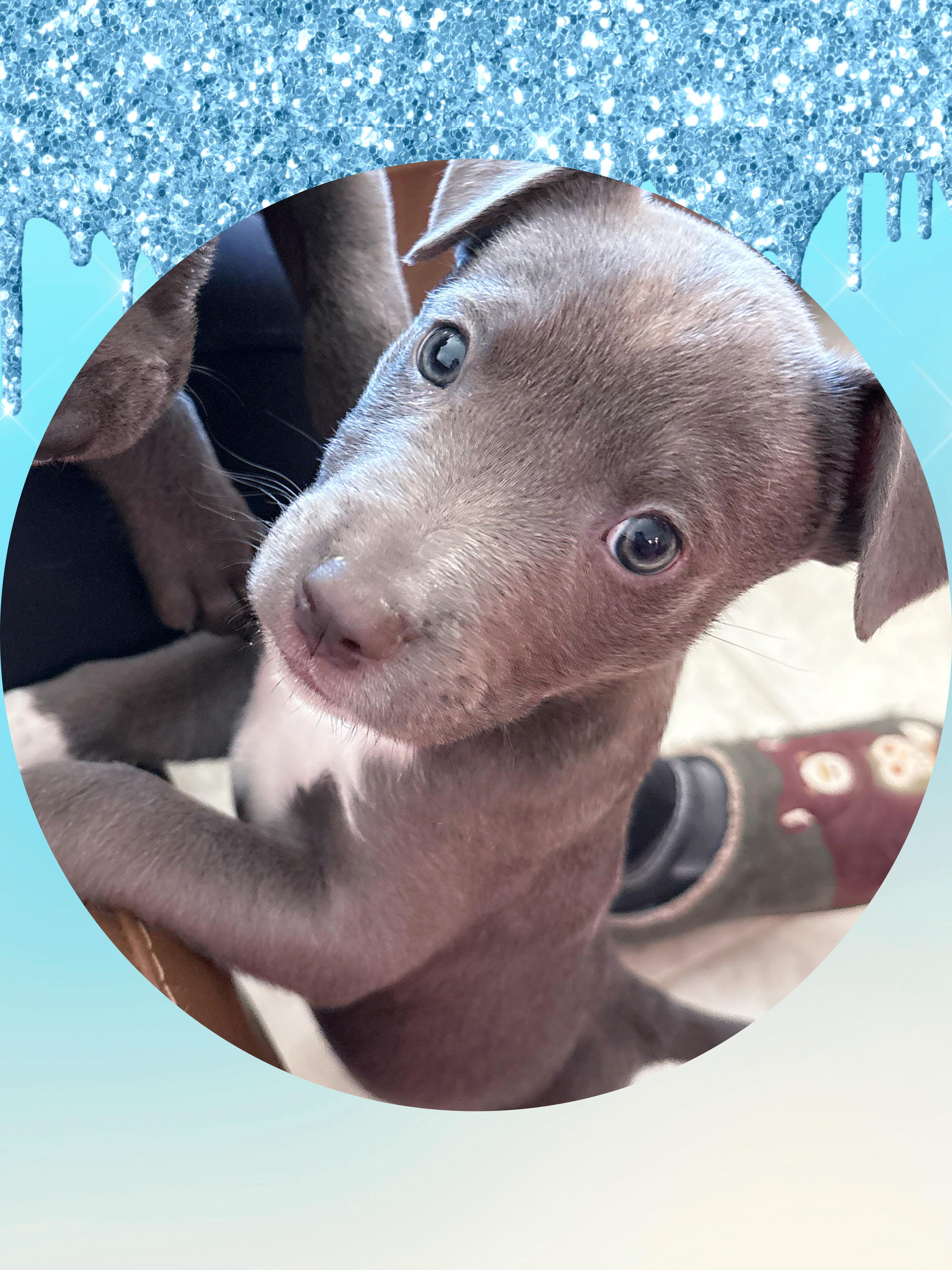 STERLING, a ADOPTABLE mixed breed in Chandler, AZ image 2/4