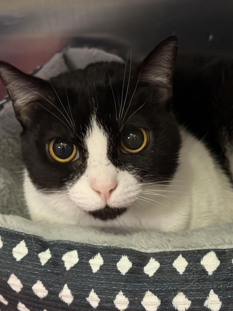 Grace, Adoptable, Adult Female Domestic Short Hair.