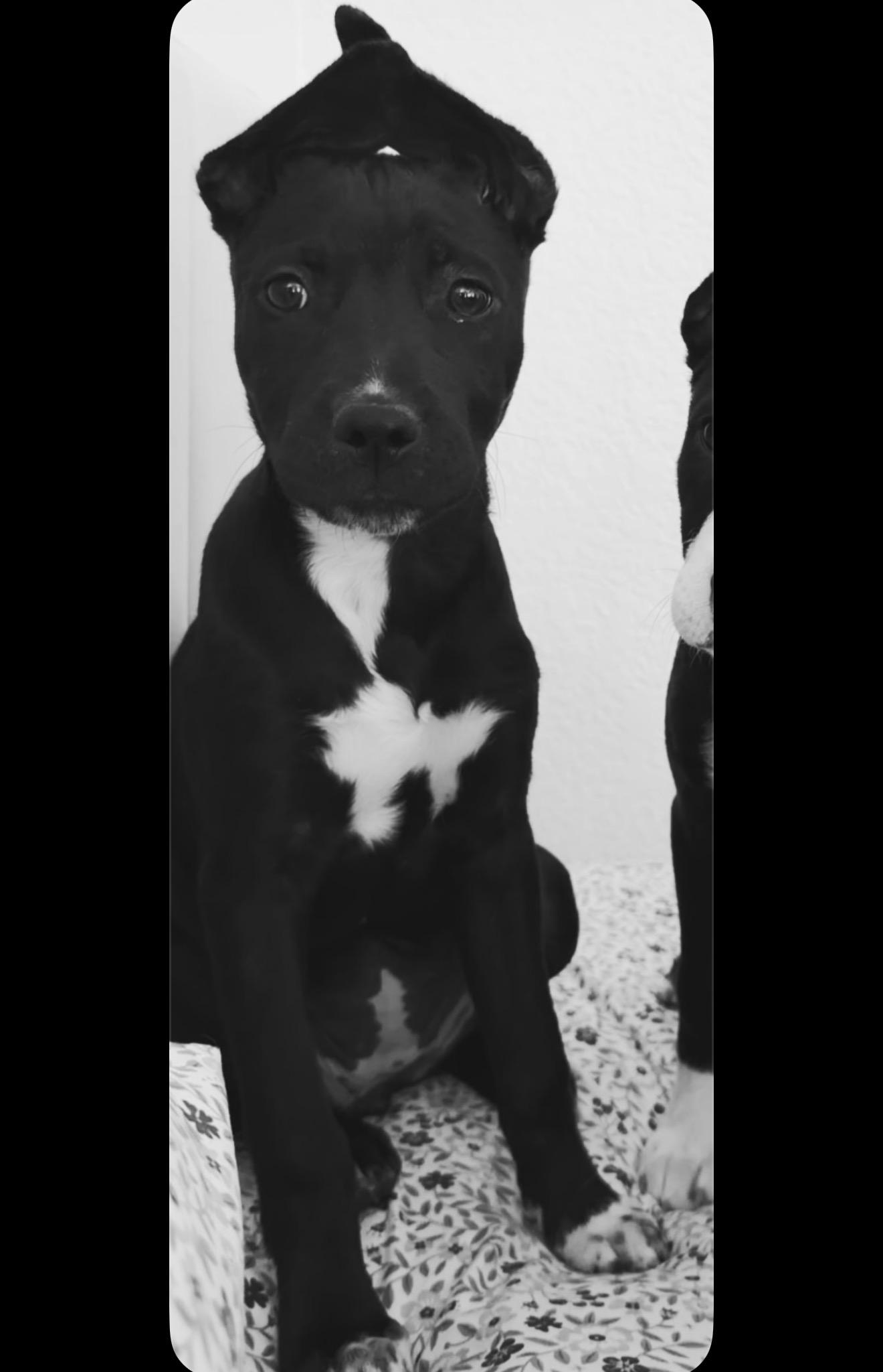 Cinder, Adopted, Young Female Pit Bull Terrier & Cardigan Welsh Corgi.
