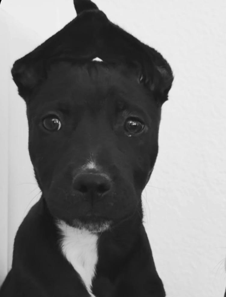 Enlarge Cinder, a Adopted mixed breed in Palm desert, CA image 2/2