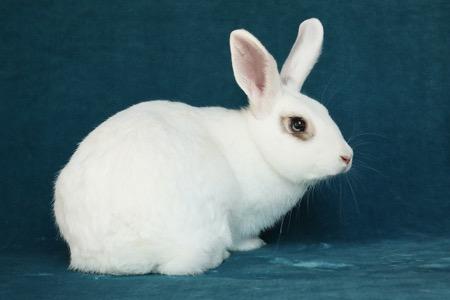 Liza, Adoptable, Adult Female Bunny Rabbit.