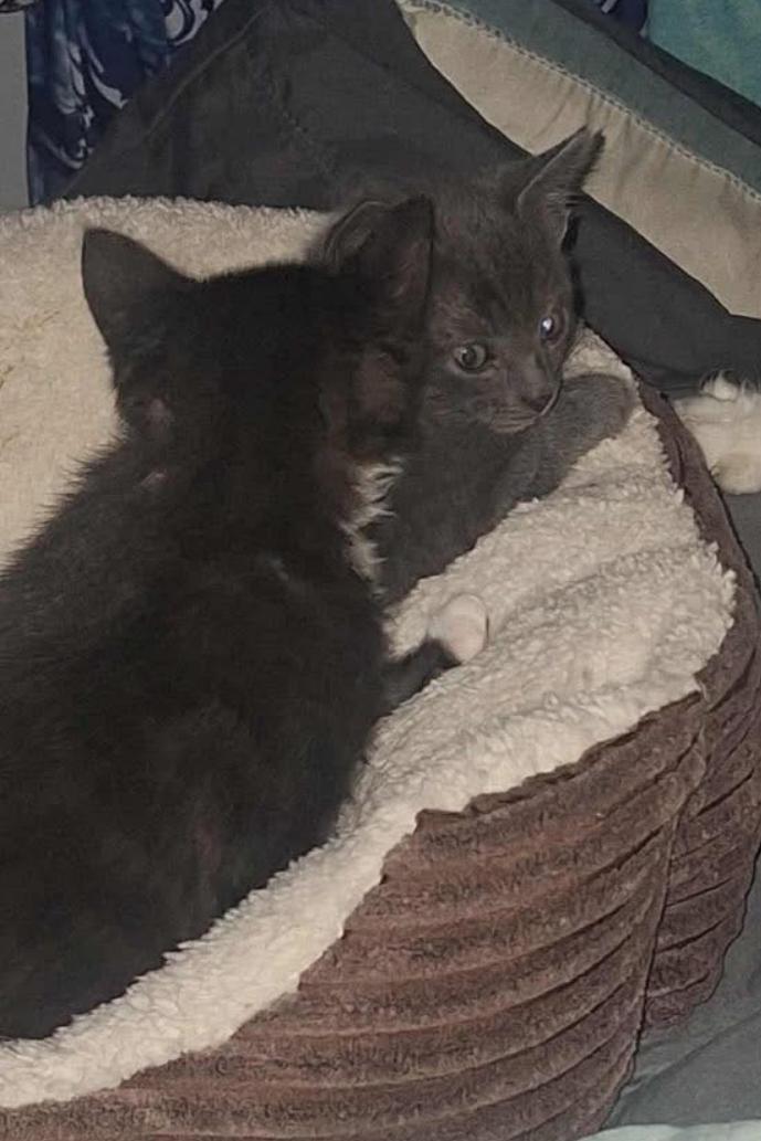 Catrice, Adoptable, Kitten Female Domestic Short Hair.