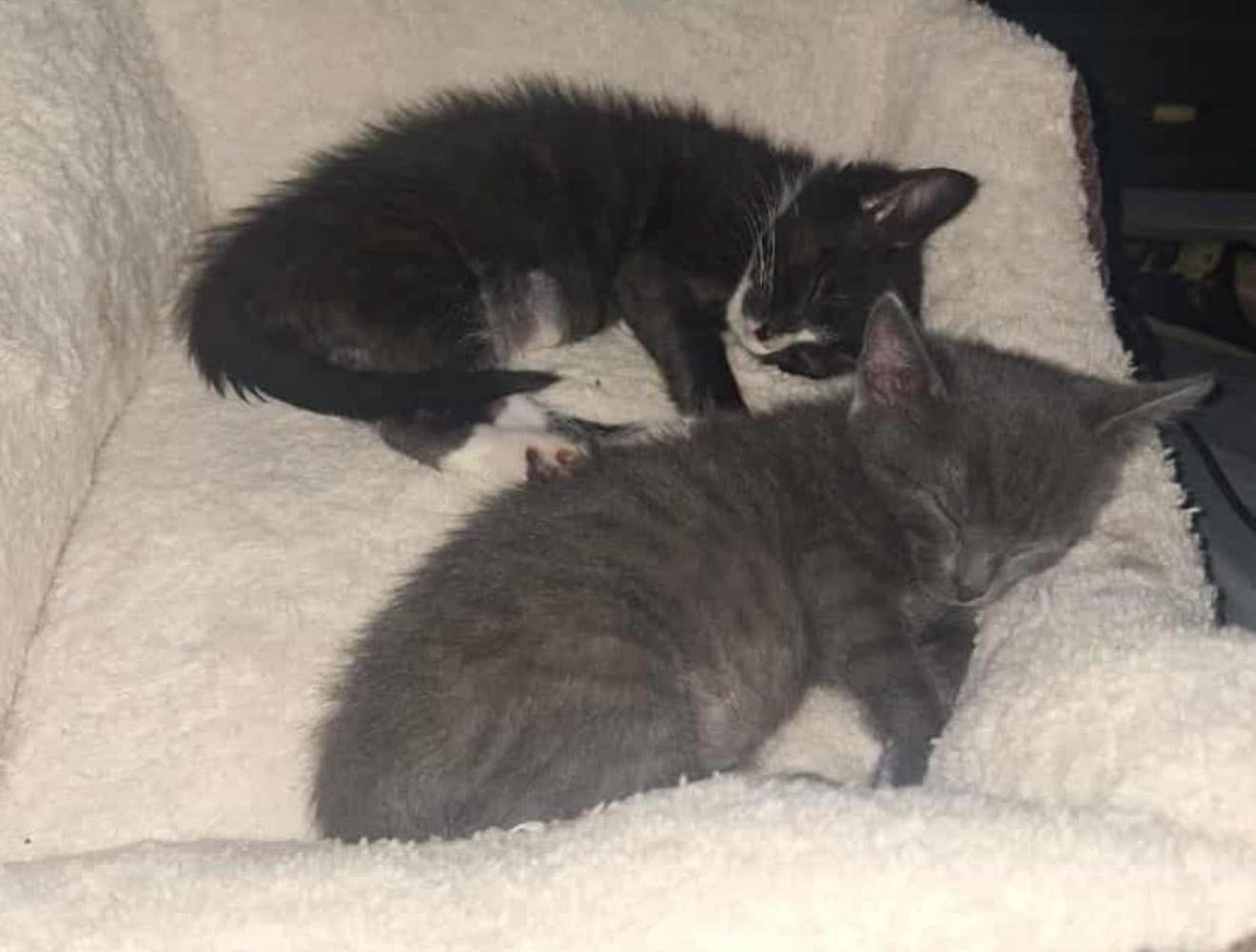 Catrice, a Adoptable Domestic Short Hair in Conway, SC image 2/3