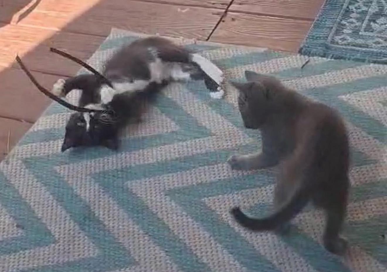 Catrice, a Adoptable Domestic Short Hair in Conway, SC image 3/3