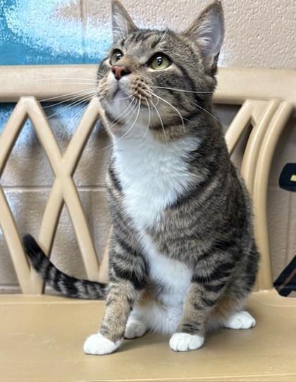 Cubby, Adoptable, Adult Male Domestic Short Hair & Domestic Short Hair.