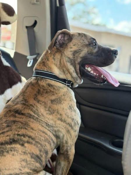 Rhodes, a ADOPTABLE mixed breed in Douglas, MA image 6/6