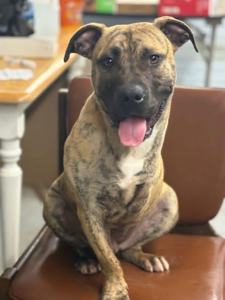Rhodes, a ADOPTABLE mixed breed in Douglas, MA image 3/6