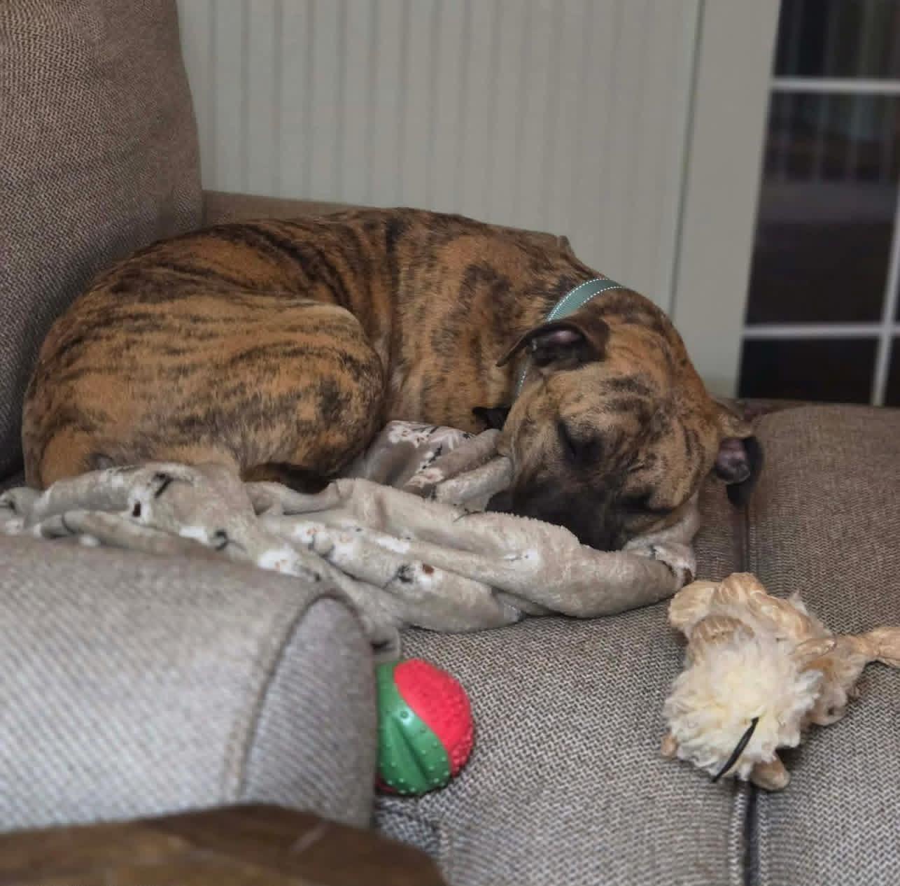 Rhodes, a ADOPTABLE mixed breed in Douglas, MA image 2/6