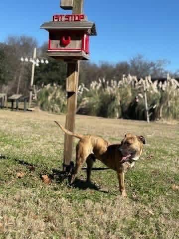 Rhodes, a ADOPTABLE mixed breed in Douglas, MA image 5/6