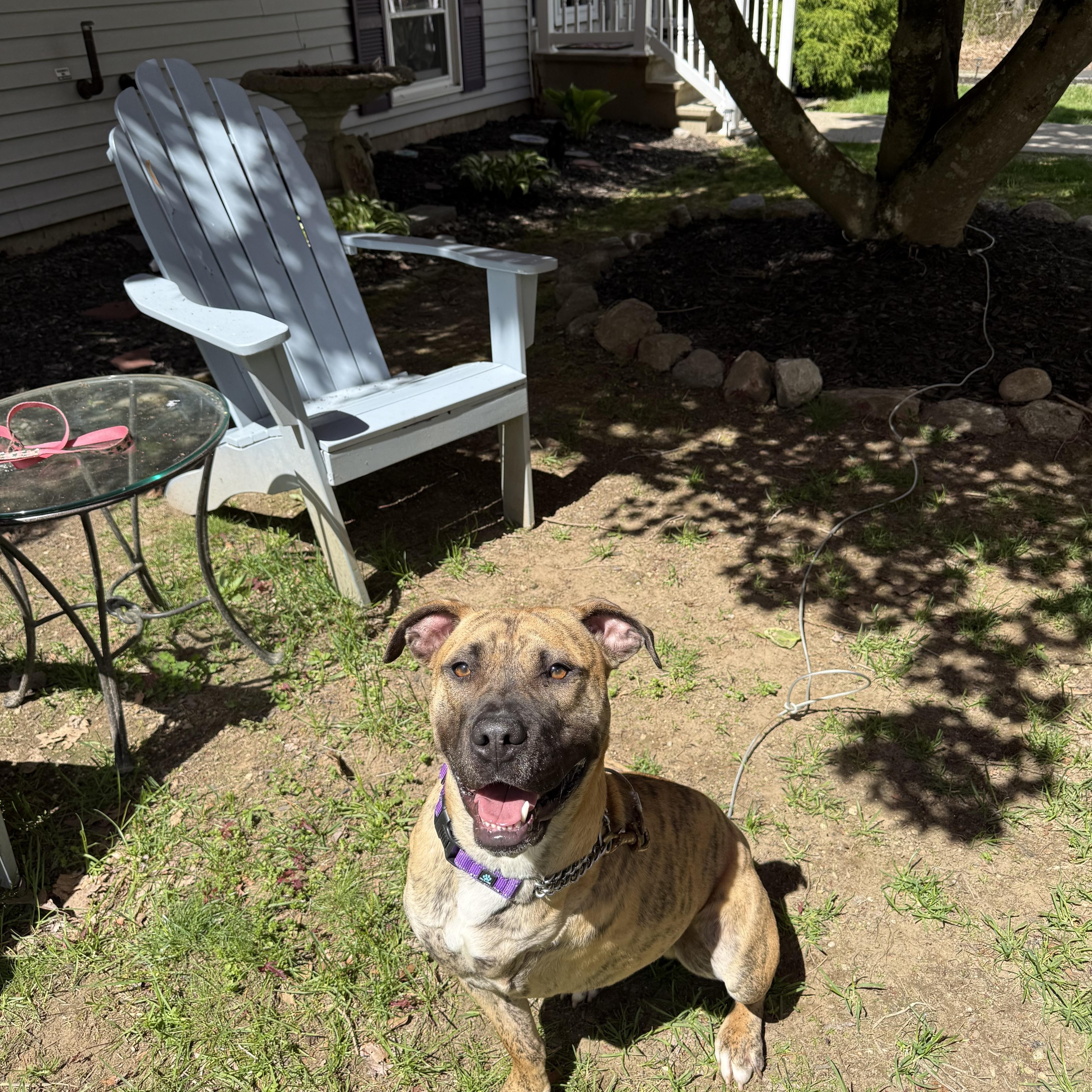 Rhodes, a ADOPTABLE mixed breed in Douglas, MA image 4/6