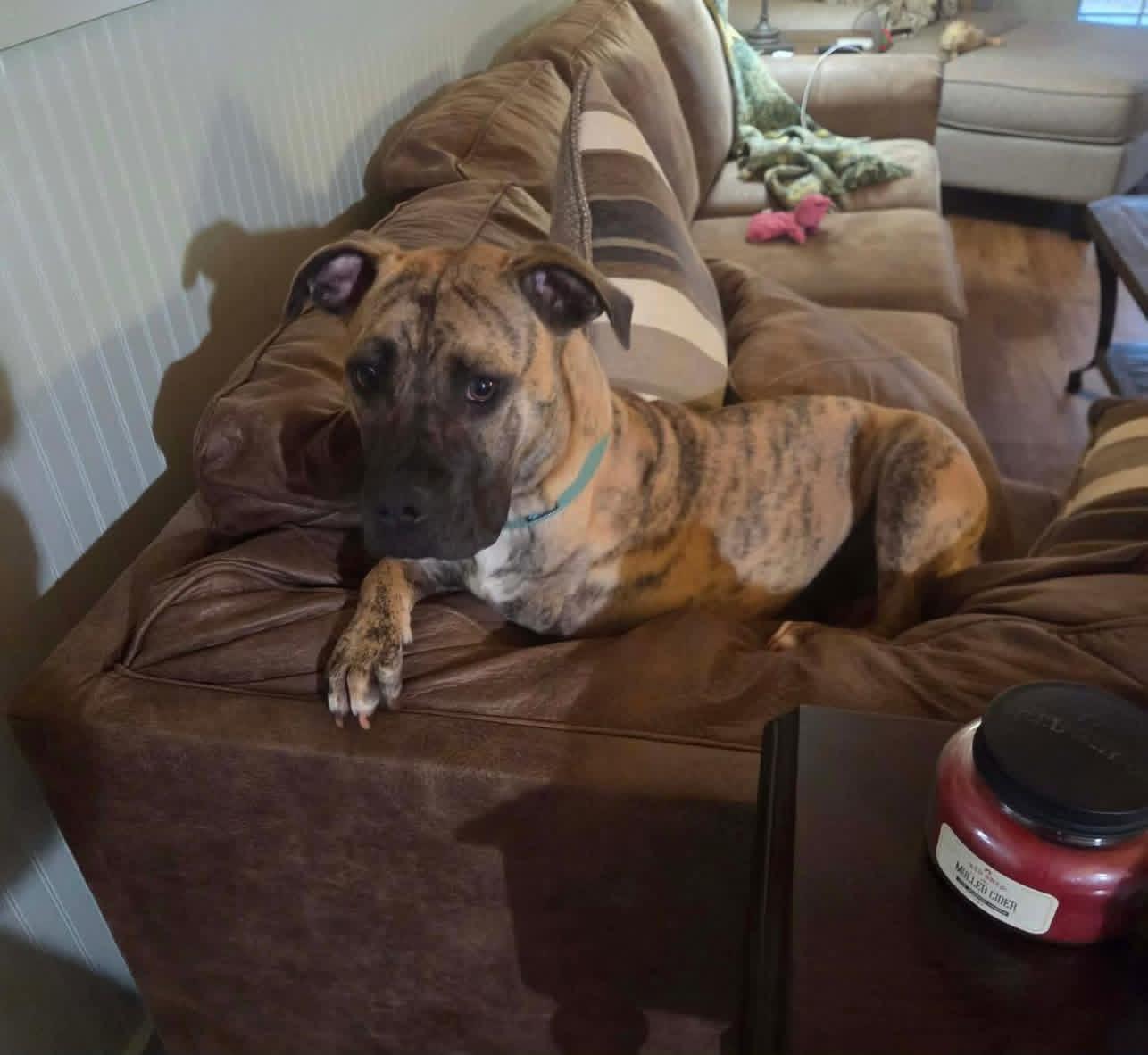 Rhodes, a ADOPTABLE mixed breed in Douglas, MA image 1/6