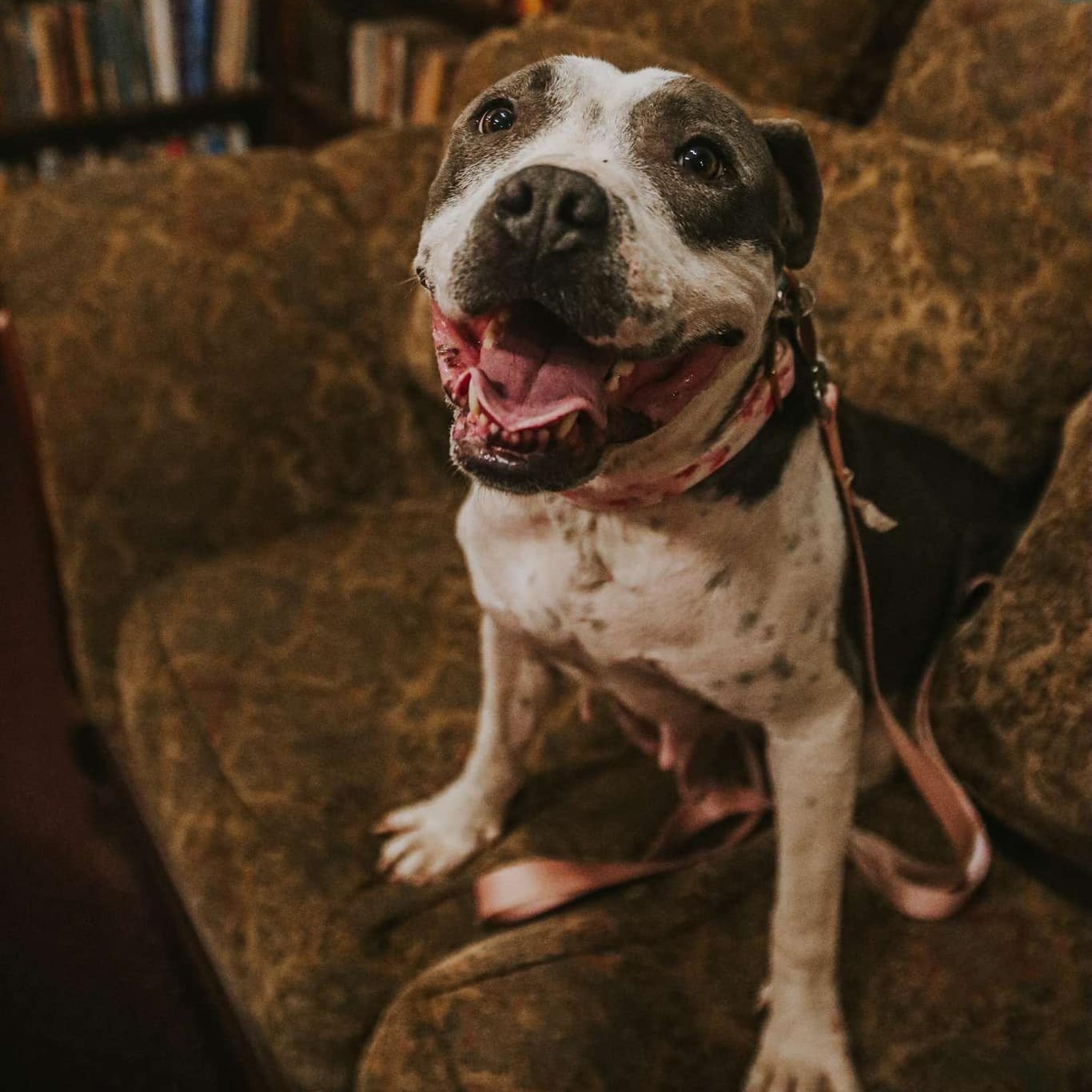 Enlarge Miss Molly, a Adoptable mixed breed in Hamilton, GA image 5/5