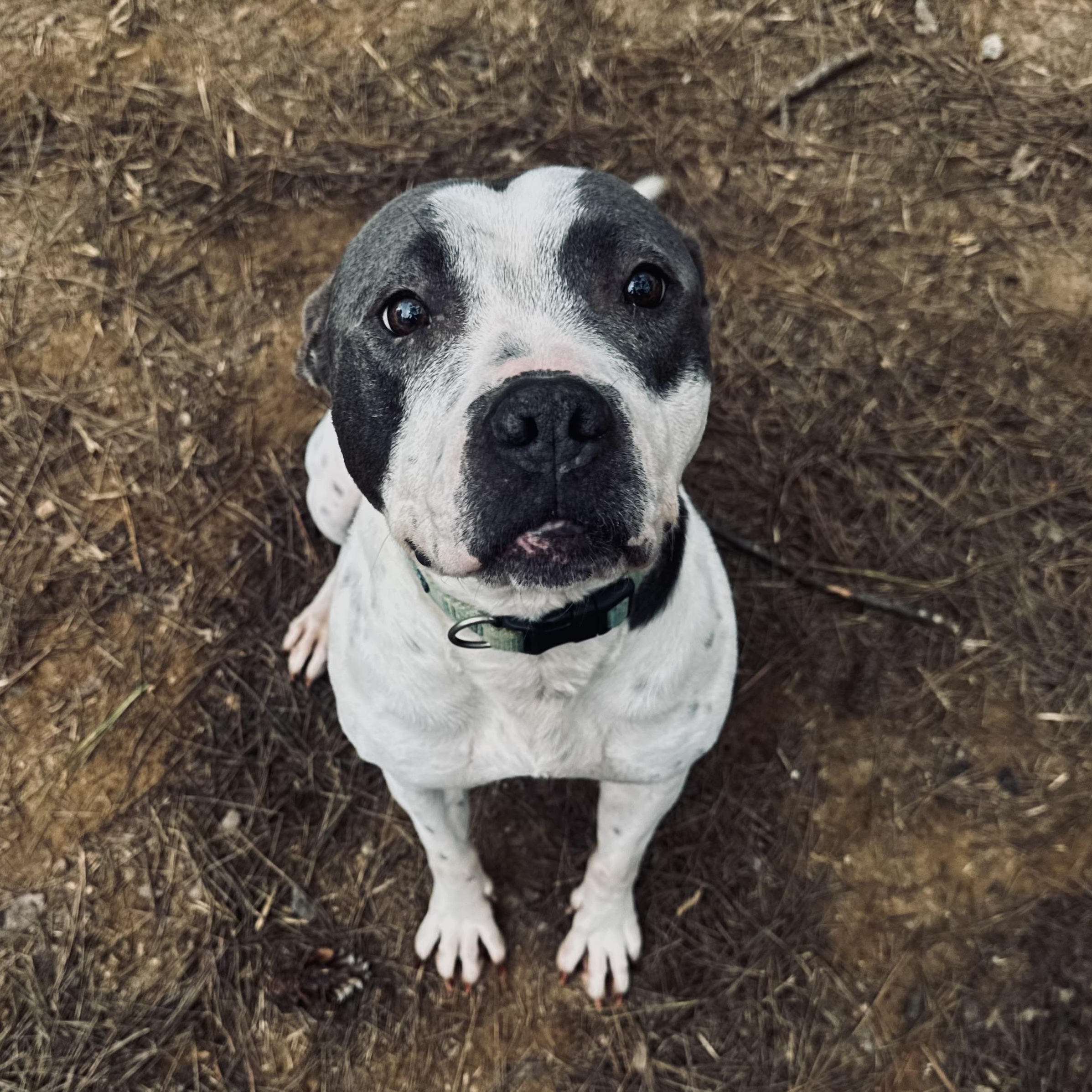 Enlarge Miss Molly, a Adoptable mixed breed in Hamilton, GA image 1/5