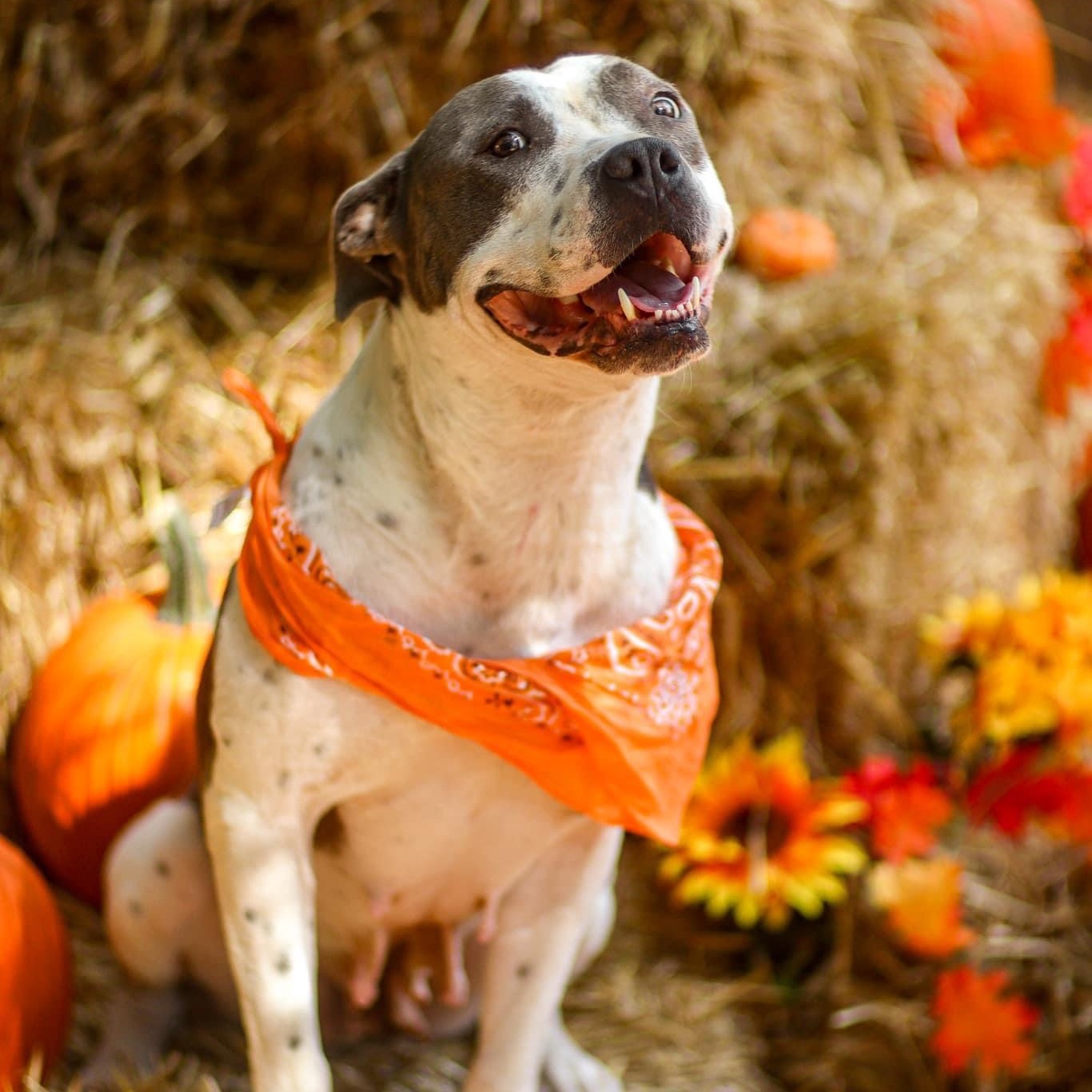 Enlarge Miss Molly, a Adoptable mixed breed in Hamilton, GA image 3/5